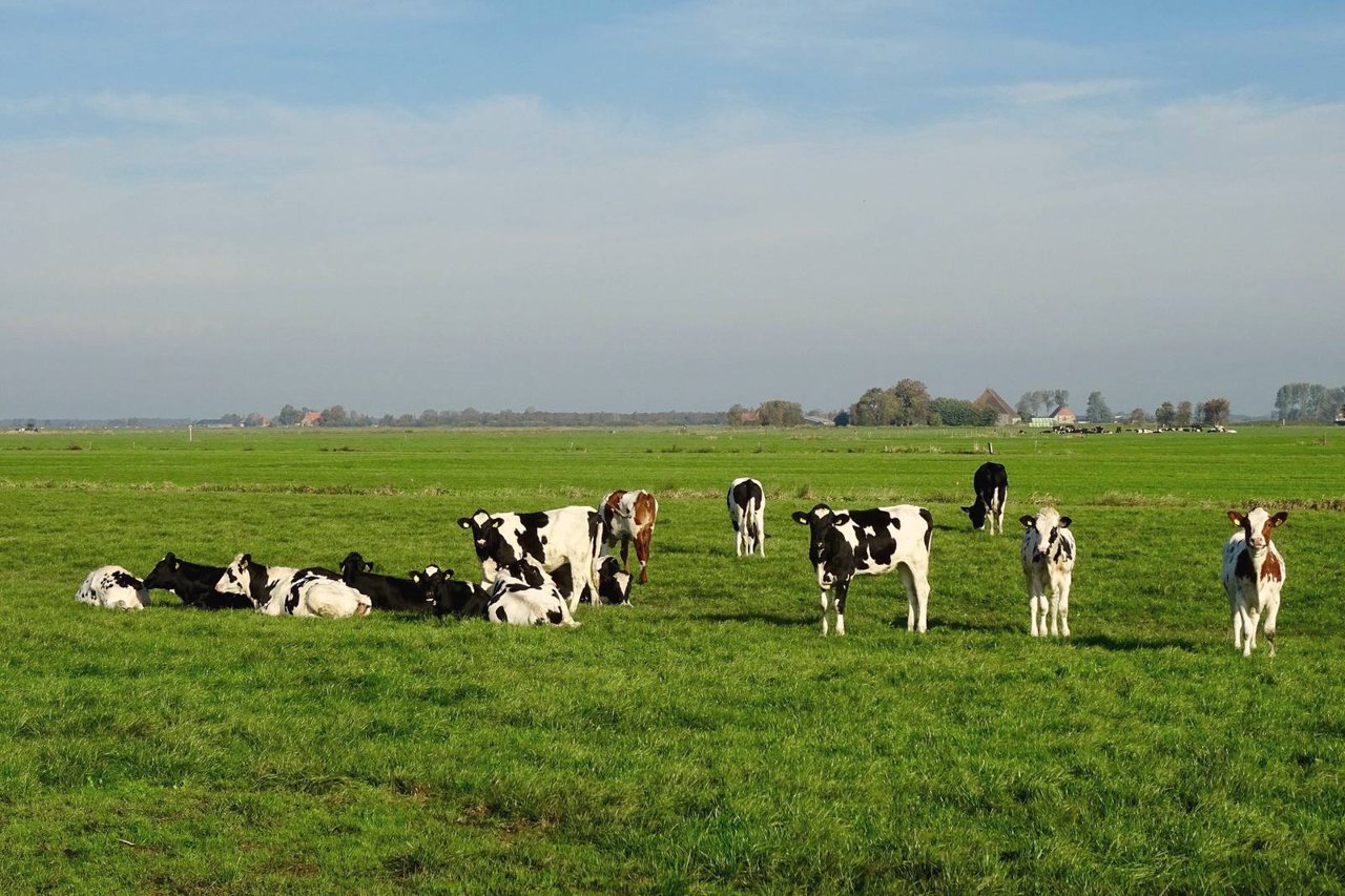 Wanneer rijd je lavameel uit? Inregenen, wind en het juiste seizoen