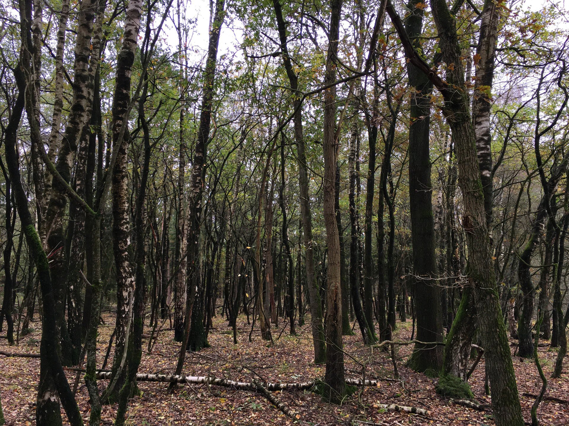 Jong berken-eikenbos op zandgrond in de herfst