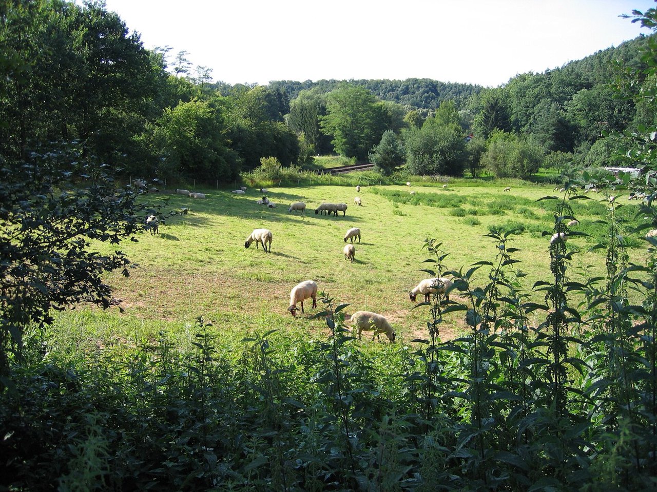 Lavameel bij vleesvee, jongvee, schapen, geiten, paarden en varkens