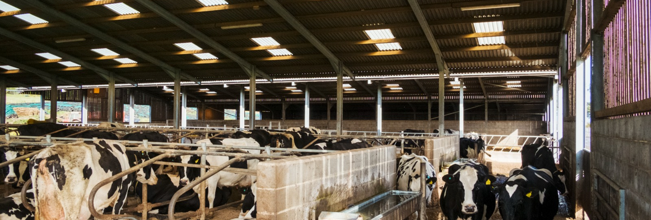 Lavameel in de ligboxen: waarom en hoe je het strooit