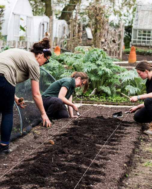 Moestuin